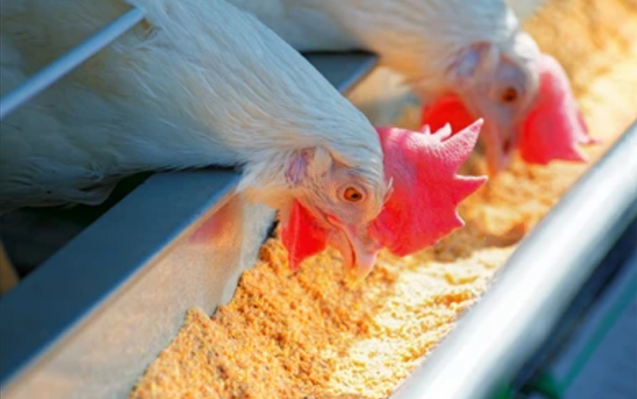 Cattle Feed