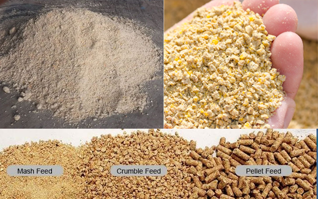 Cattle Feed