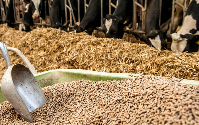 Cattle Feed